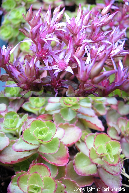 Sedum spurium 'Erdblut', kaukasianmaksaruoho